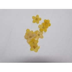 Flori uscate galbene